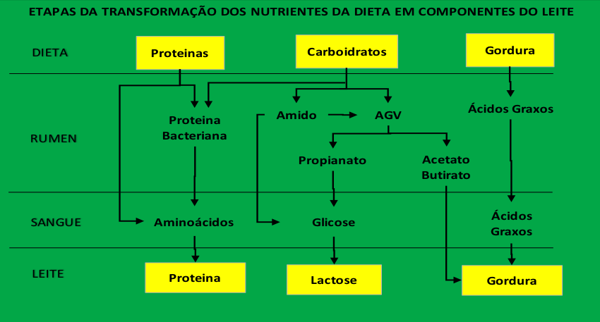 Etapas da transformação dos nutrientes da dieta em componentes do leite